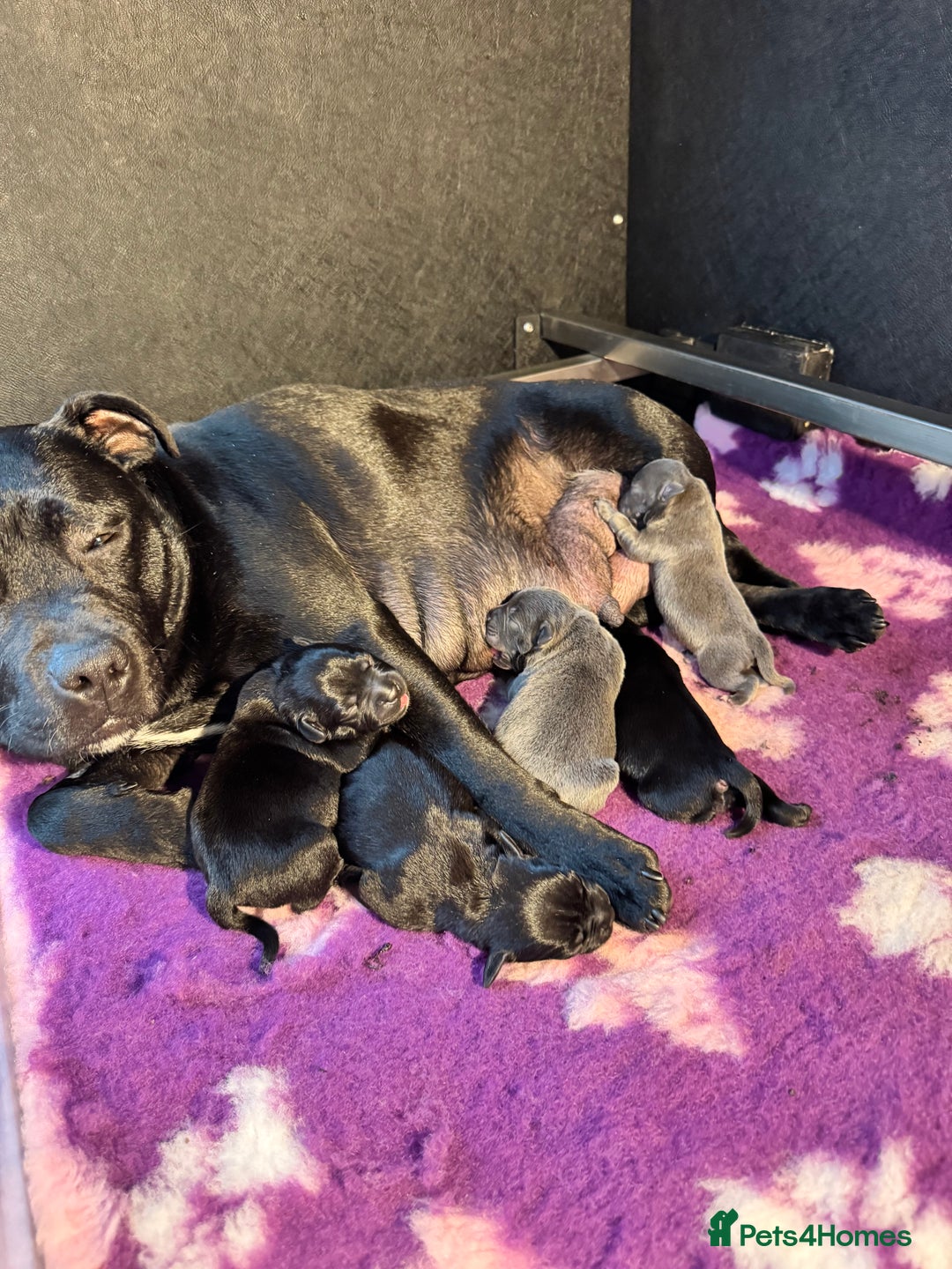 Staffordshire Bull Terrier dogs for sale: Quality Black to blue Staffordshire bull terrier - Image 22