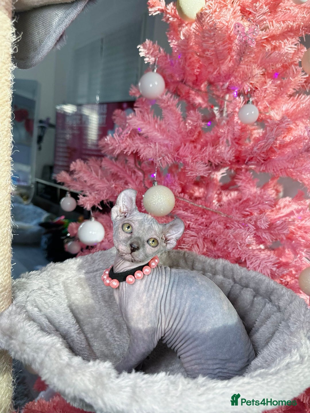 Sphynx cats for sale: 🌟 Stunning Sphynx & Elf Kittens  - Advert 31
