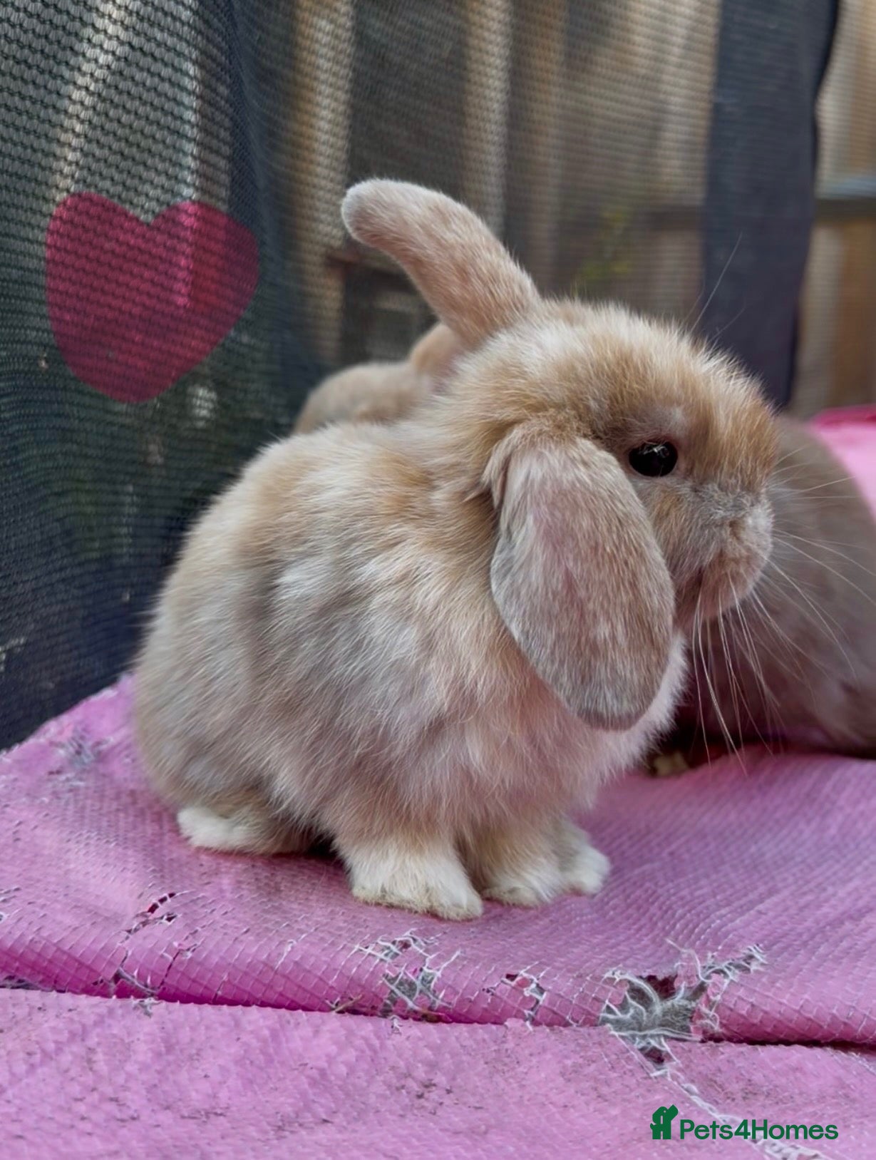 Mini Lop rabbits 2 Beautiful baby mini lops  - Advert 8