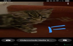 Mixed Breed cats for sale: 3 beautiful kittens - Image 6