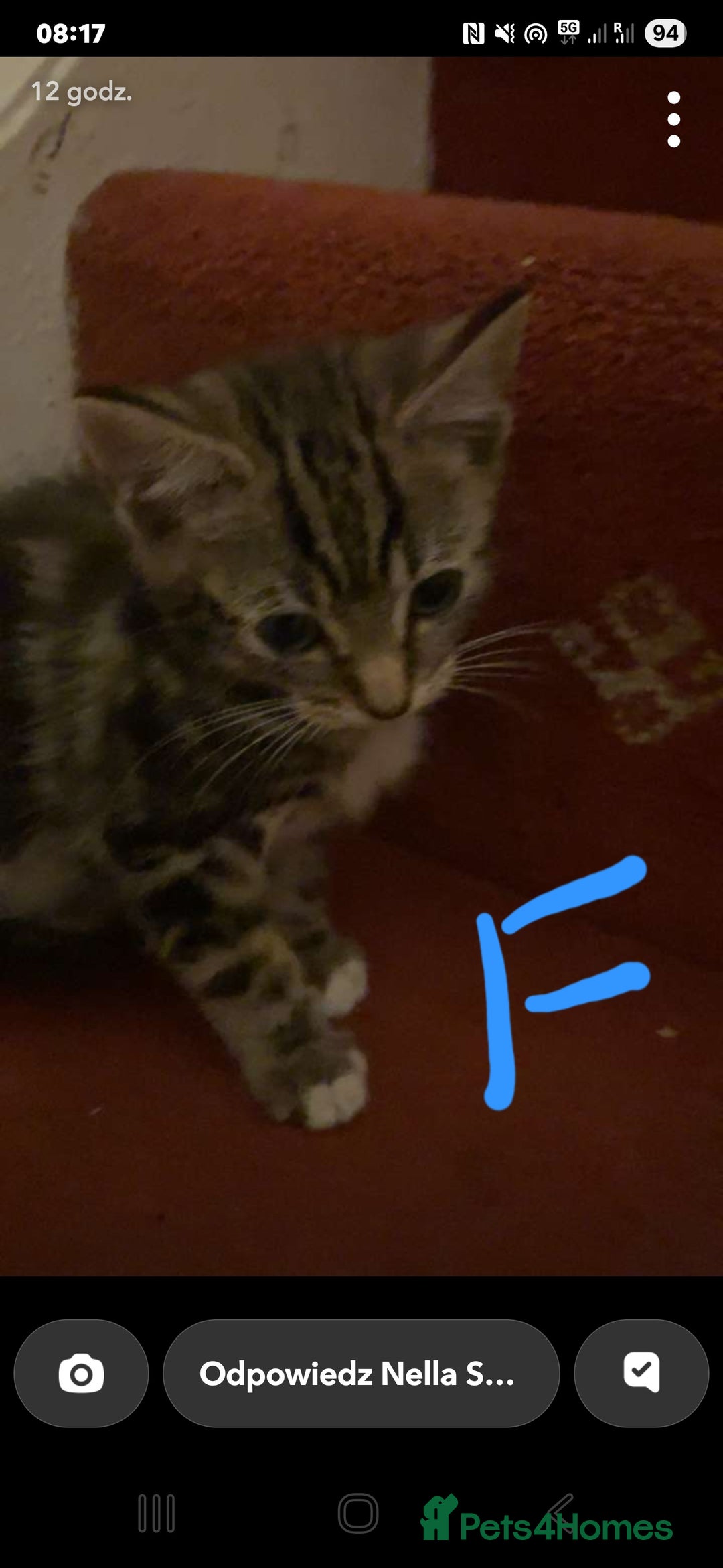 Mixed Breed cats for sale: 3 beautiful kittens - Image 6