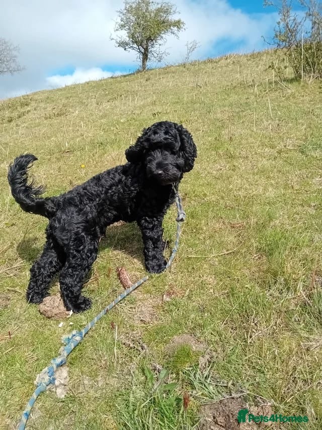 Cockapoo dogs Cockerpoo for sale - Advert 1