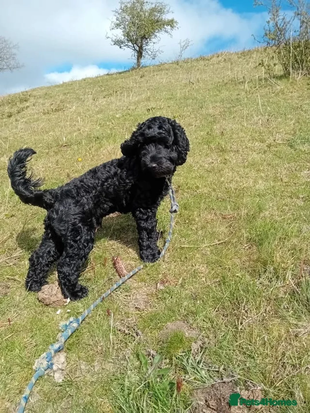 Cockapoo dogs for sale: Cockerpoo for sale - Advert 1