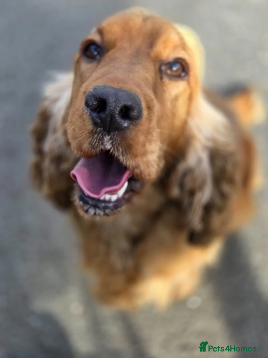 Cocker Spaniel dogs for sale: Our lovely Millie is looking for her forever home - Advert 1
