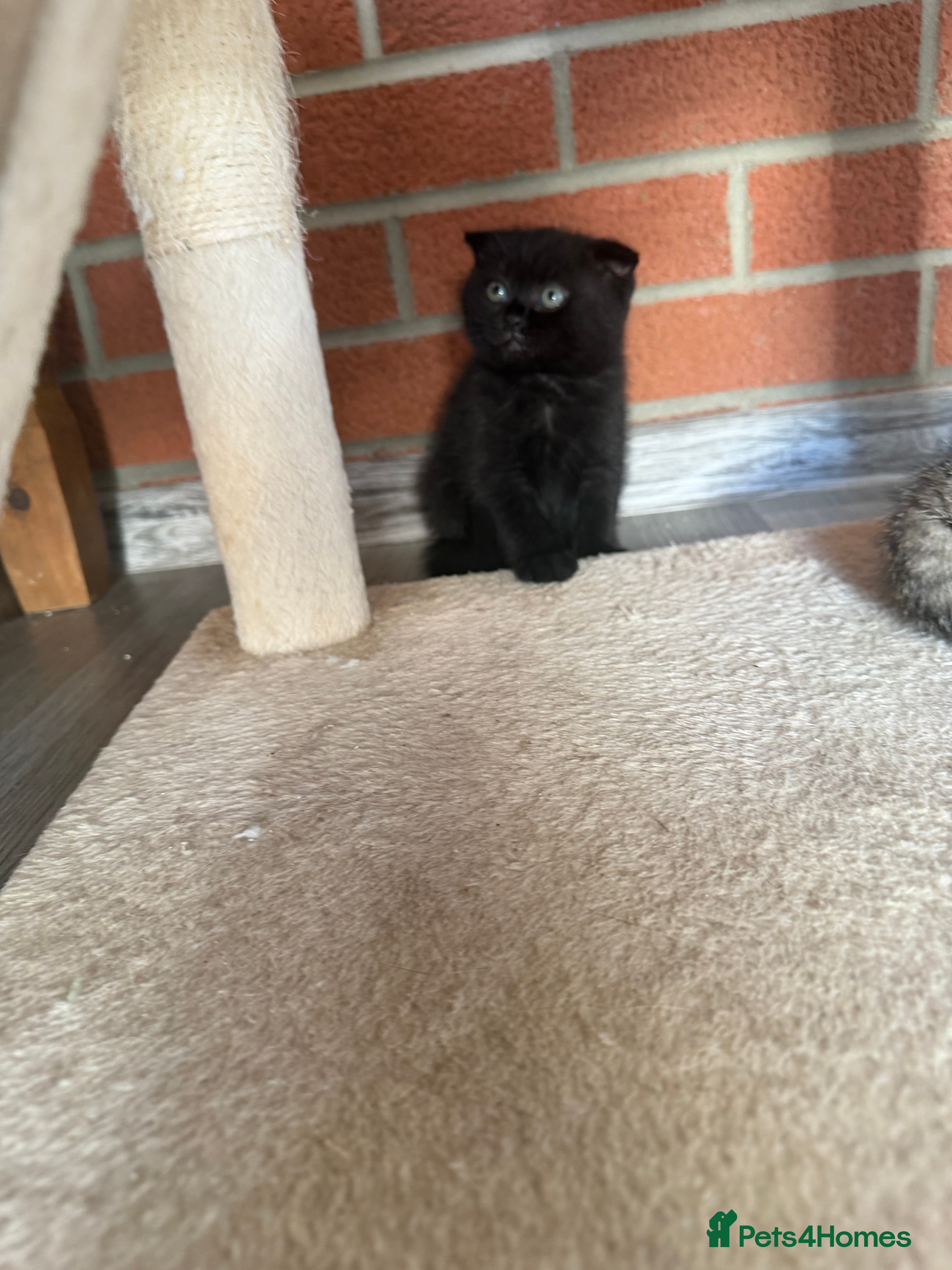 Scottish Fold cats Exceptional litter of Scottish fold/ straight😍😍 - Advert 2