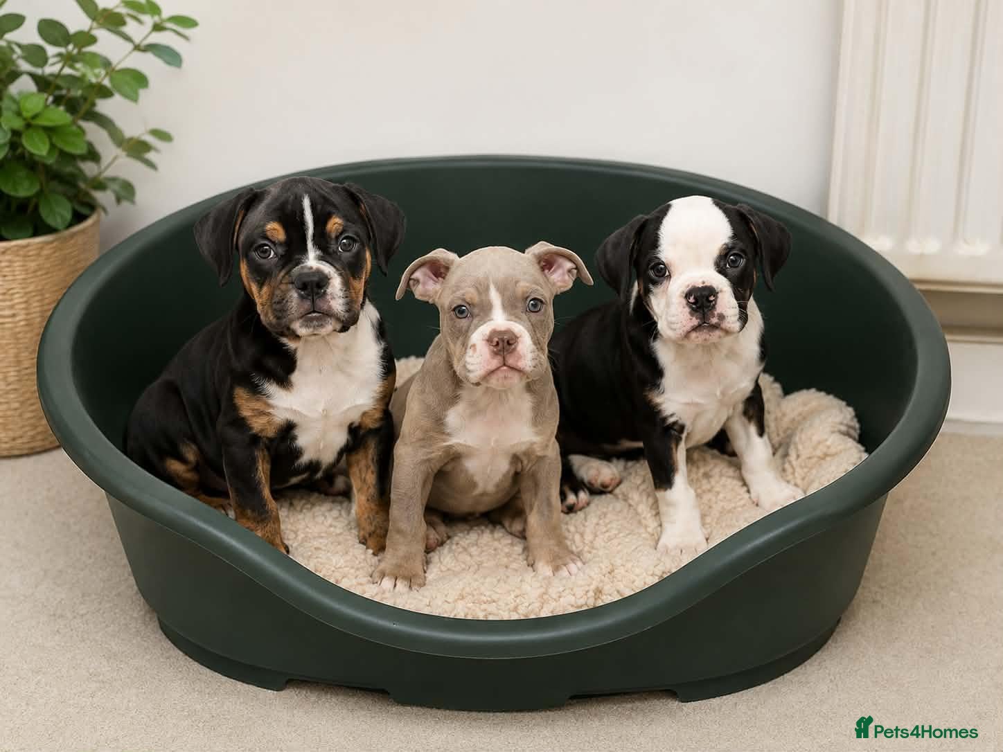 English Bulldog dogs English bulldogs ready to leave  - Advert 1