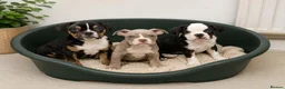 English Bulldog dogs for sale: English bulldogs ready to leave  in Milton Keynes - Advert 1