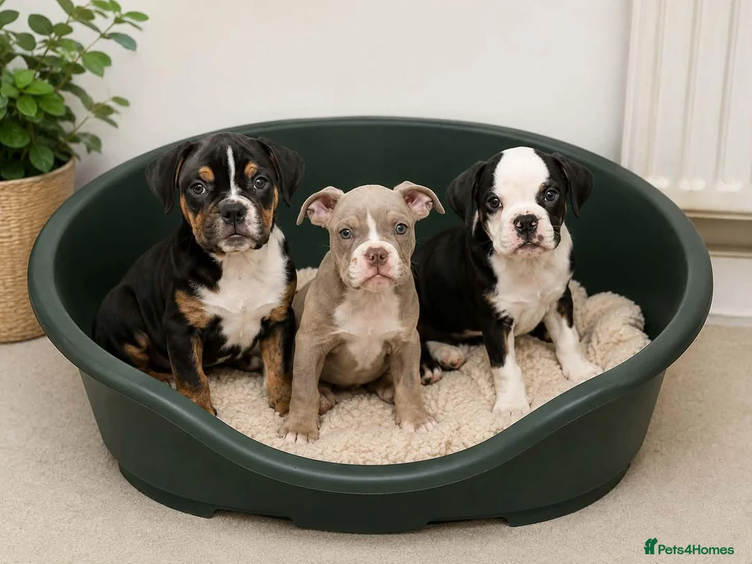 English Bulldog dogs for sale: English bulldogs ready to leave  in Milton Keynes - Advert 1