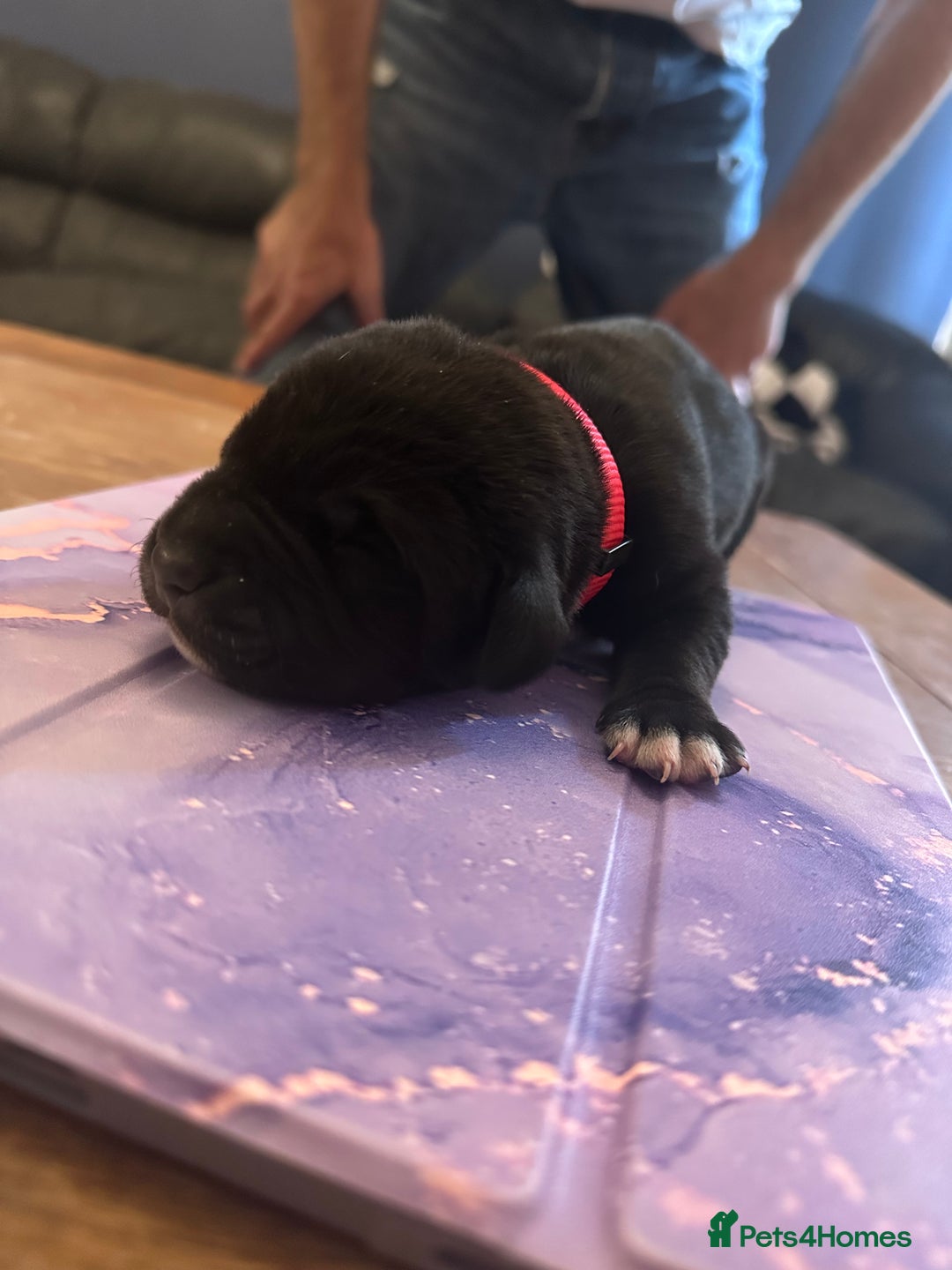 Mixed Breed dogs for sale: Labrador cross Dalmatian puppies - Advert 9