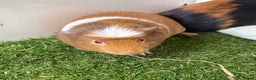Guinea Pig rodents for sale: Female baby guinea pigs  - Advert 9