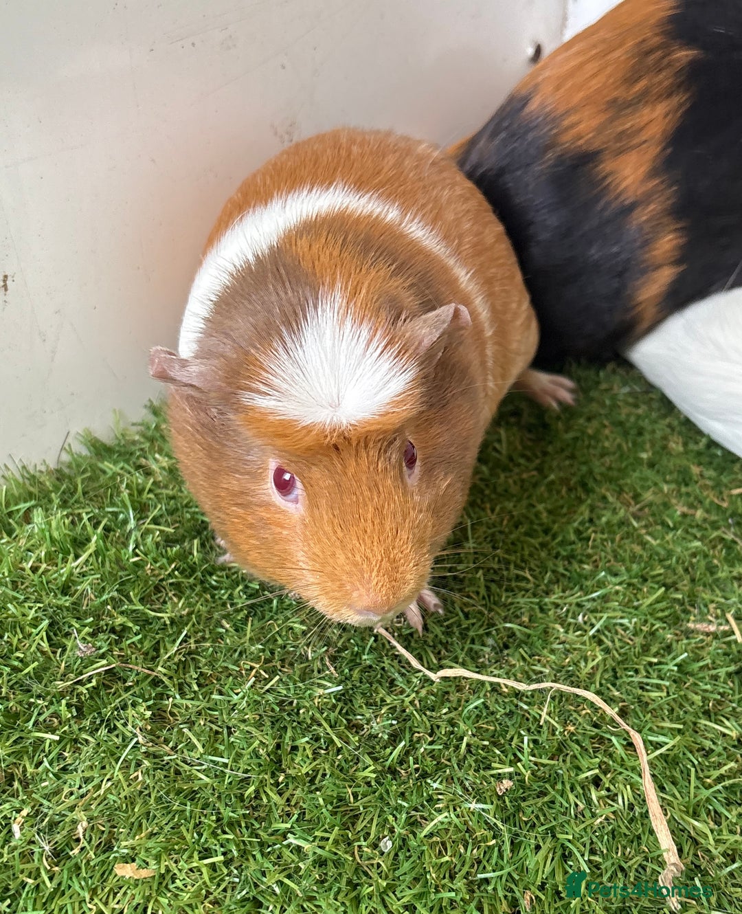 Guinea Pig rodents for sale: Female baby guinea pigs  - Advert 9