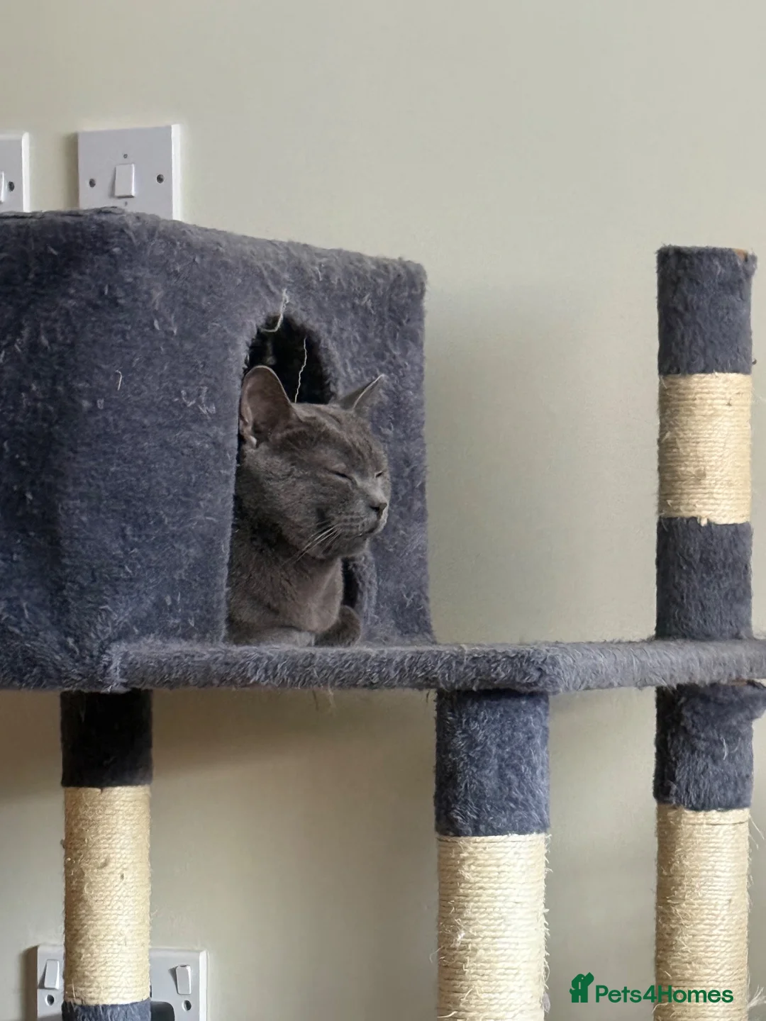 British Shorthair cats for sale: Lovely Male British Shorthair - Advert 2