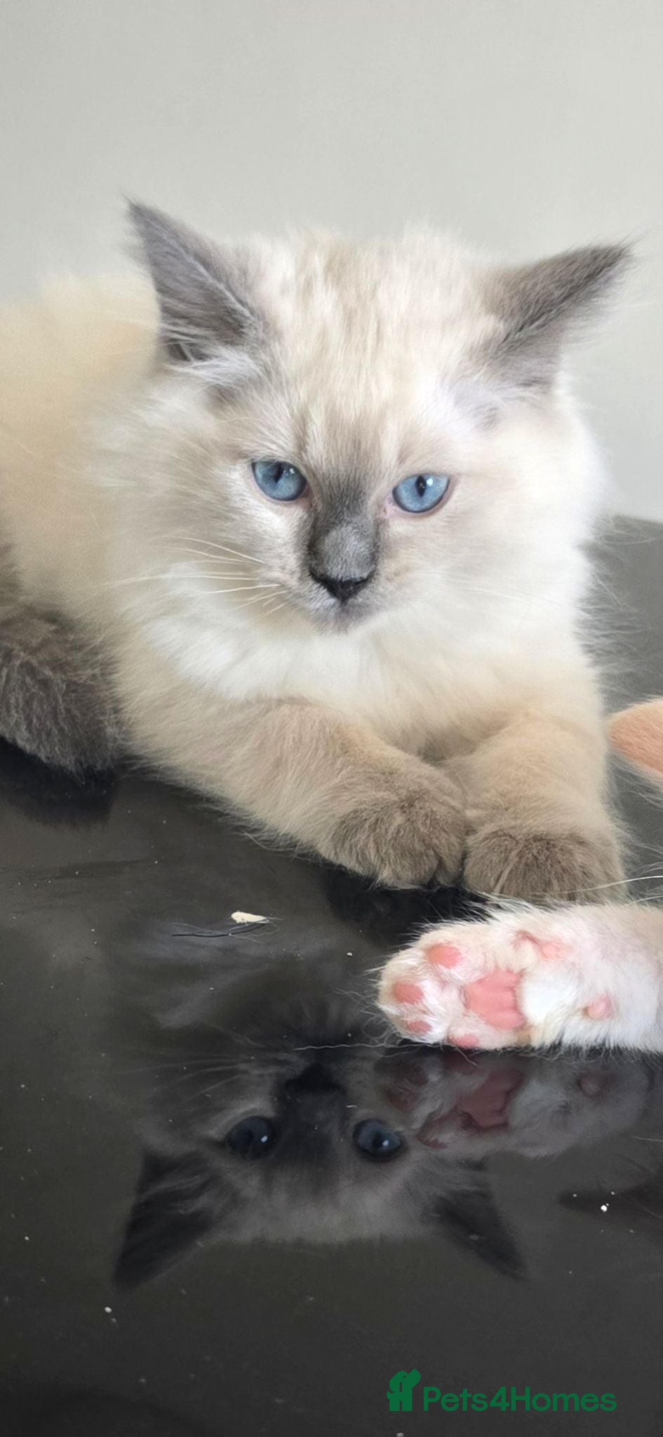 Ragdoll cats Gorgeous Ragdoll Kittens... READY TO LEAVE NOW! - Advert 1