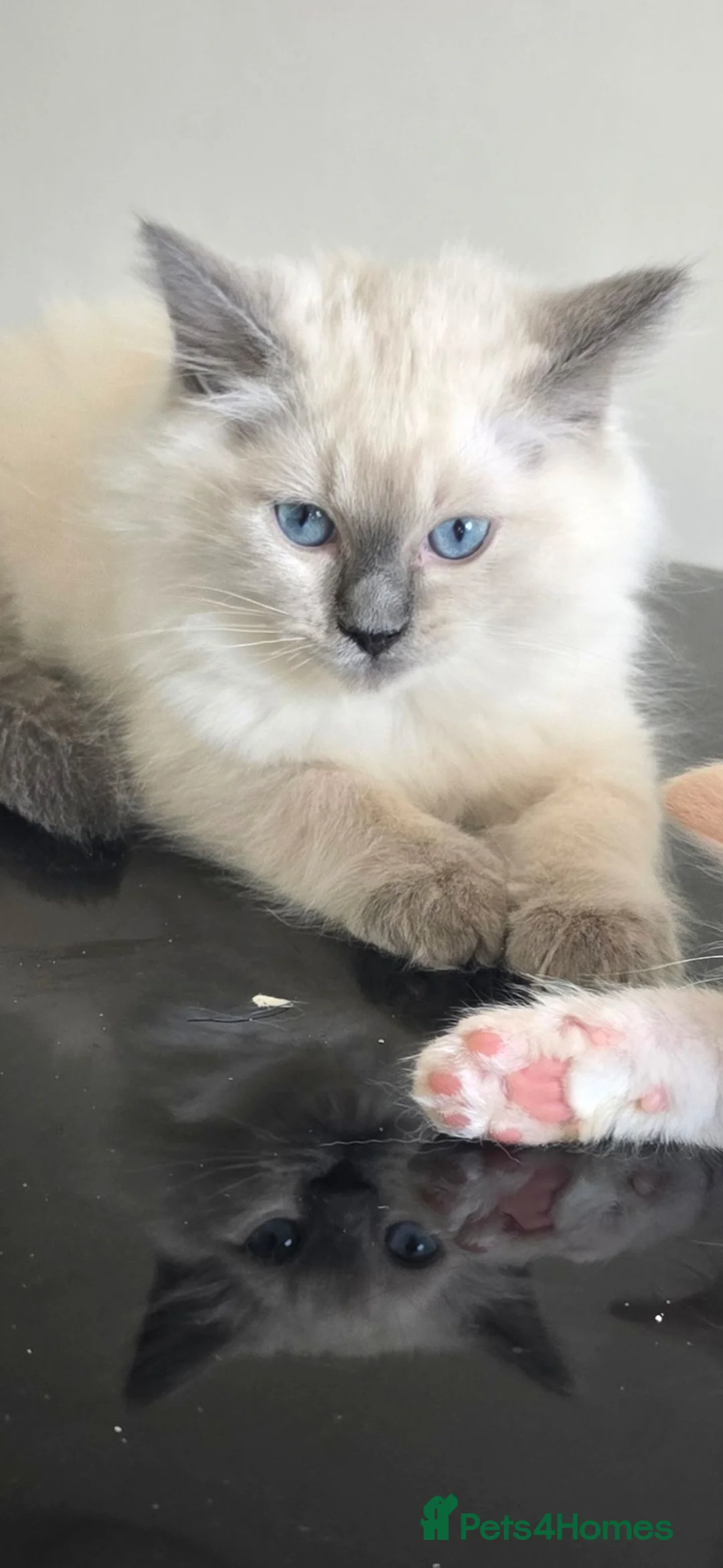 Ragdoll cats for sale: Gorgeous Ragdoll Kittens... READY TO LEAVE NOW! in Stockport - Advert 1