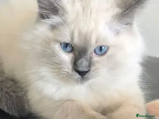 Ragdoll cats Gorgeous Ragdoll Kittens... READY TO LEAVE NOW! - Advert 11