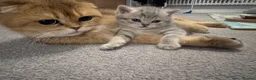 Scottish Fold cats for sale: Full Pedigree Beautiful Scottish Fold Kittens tica - Advert 9