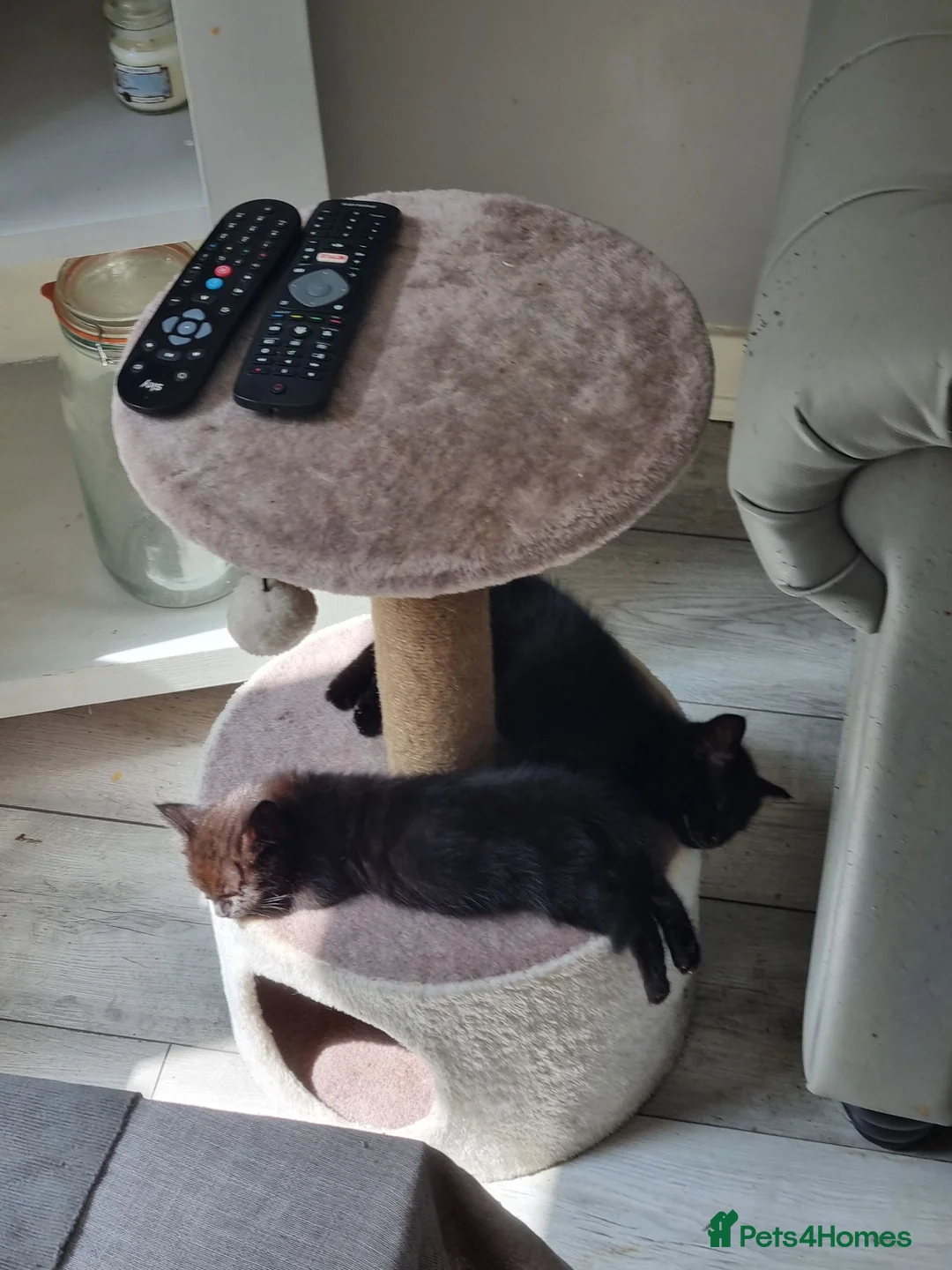 Domestic Shorthair cats for sale: 2 black kittens need new homes.  ** s in Luton - Advert 6