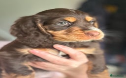 Cocker Spaniel dogs for sale: Five star rating Cocker spaniel puppies ⭐️⭐️⭐️⭐️⭐️ - Image 14