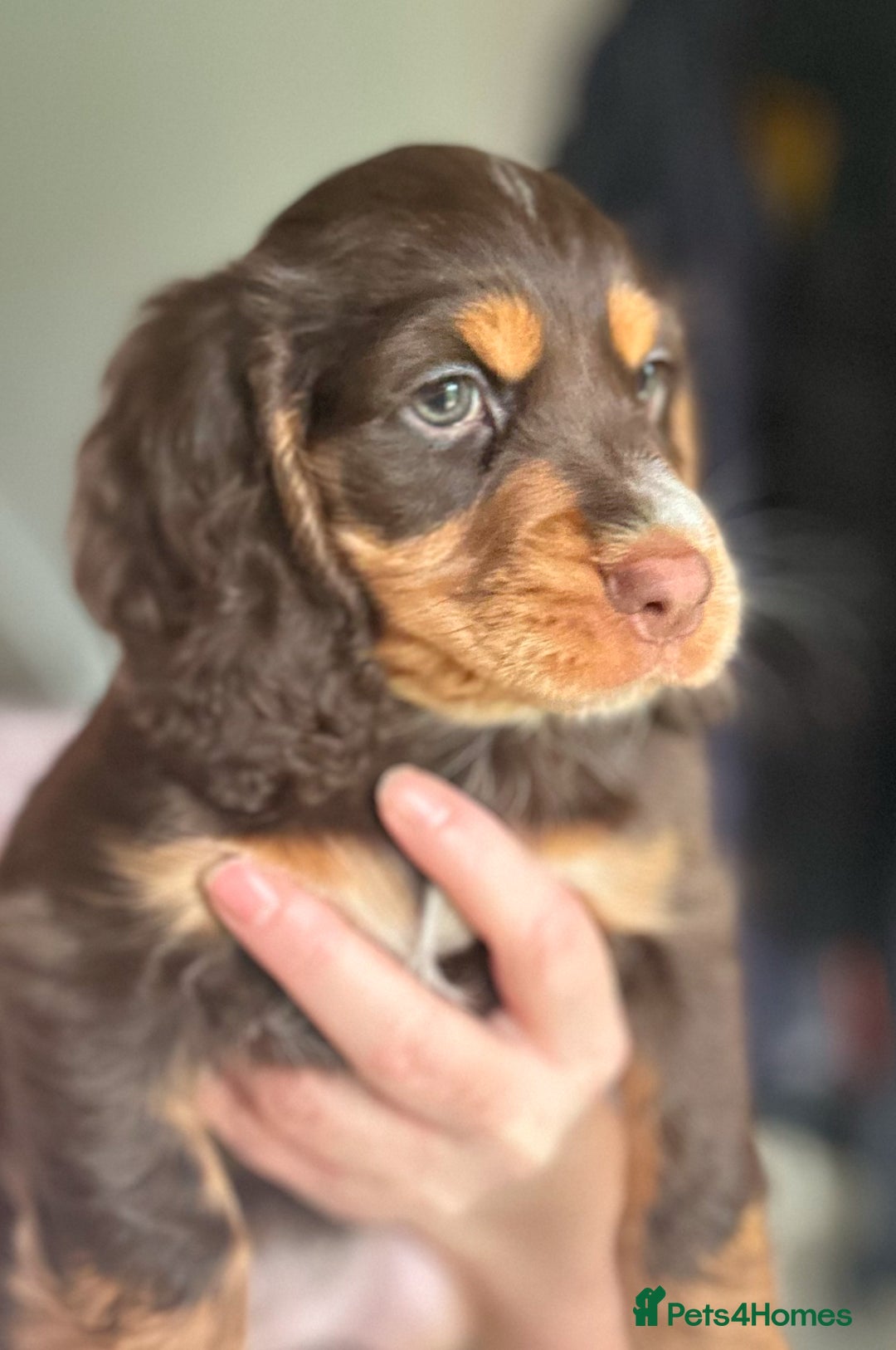 Cocker Spaniel dogs for sale: Five star rating Cocker spaniel puppies ⭐️⭐️⭐️⭐️⭐️ - Image 14
