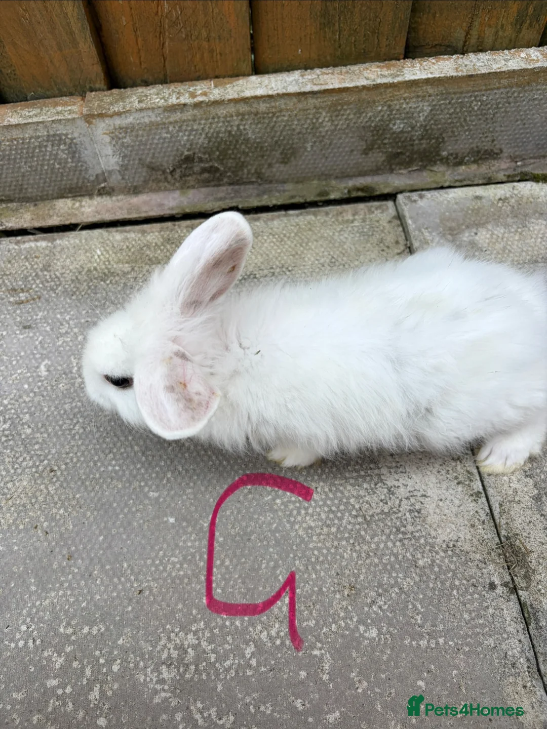 English Lop rabbits for sale: Lop ear bunny  - Advert 2