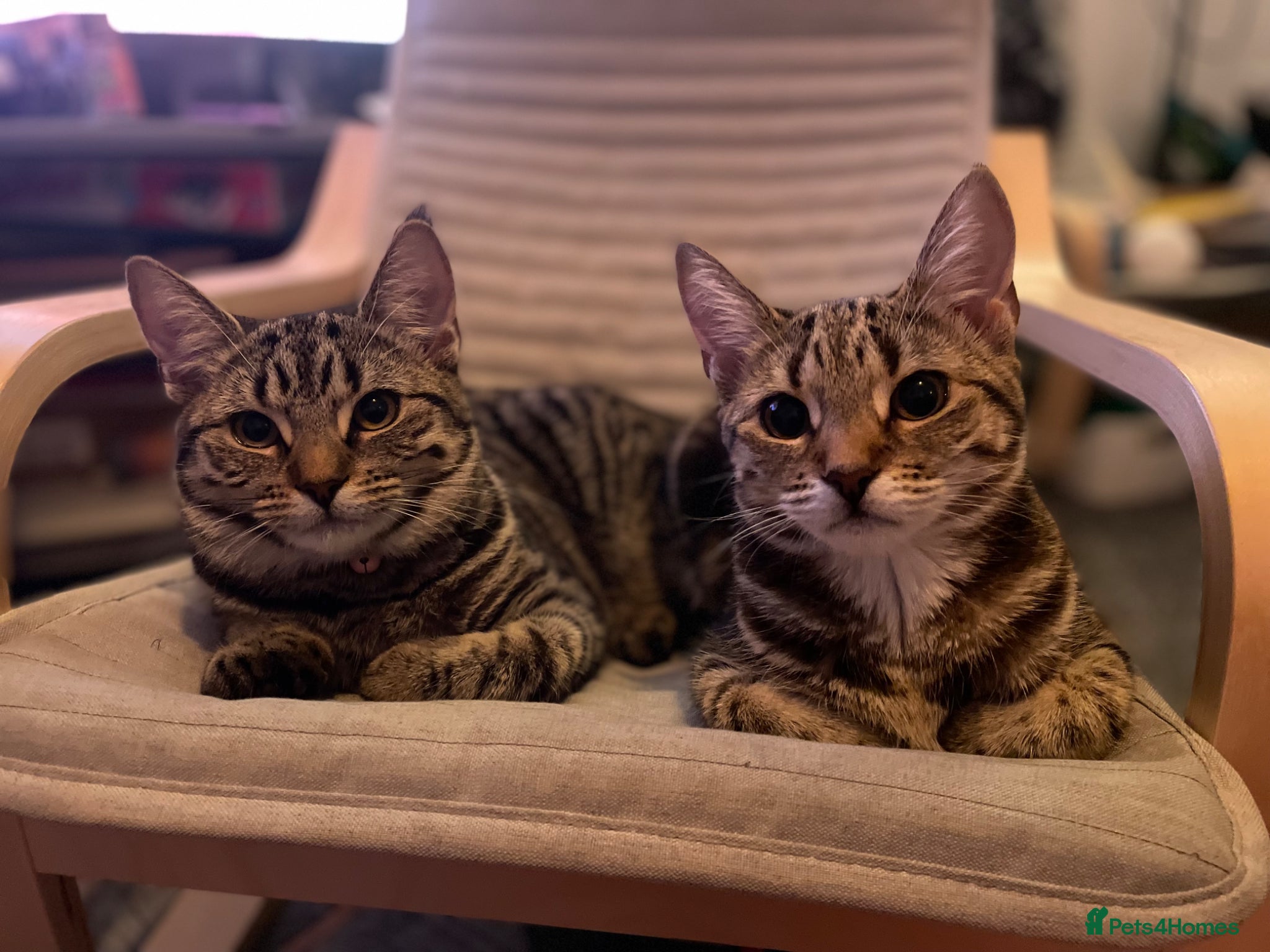 Domestic Shorthair cats Gorgeous Tabby siblings  - Advert 2