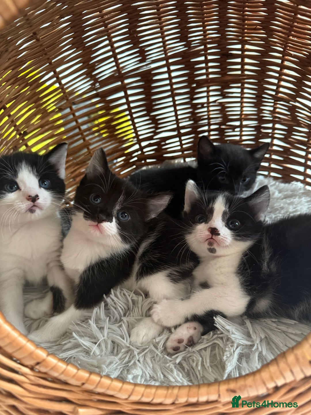 Mixed Breed cats for sale: 3 kittens available  - Image 1