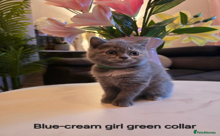 British Shorthair cats - Advert 3