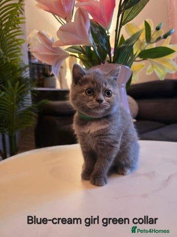 British Shorthair cats - Advert 3