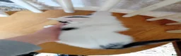 Mixed Breed cats for sale: Farm kittens black and white - Advert 10