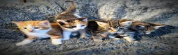 Mixed Breed cats for sale: 4 gorgeous, friendly kittens for sale - Advert 1