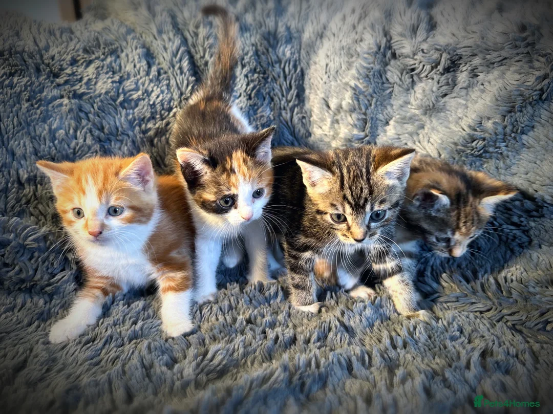Mixed Breed cats for sale: 4 gorgeous, friendly kittens for sale - Advert 1