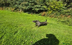 Staffordshire Bull Terrier dogs for sale: Male Staffordshire  - Image 6