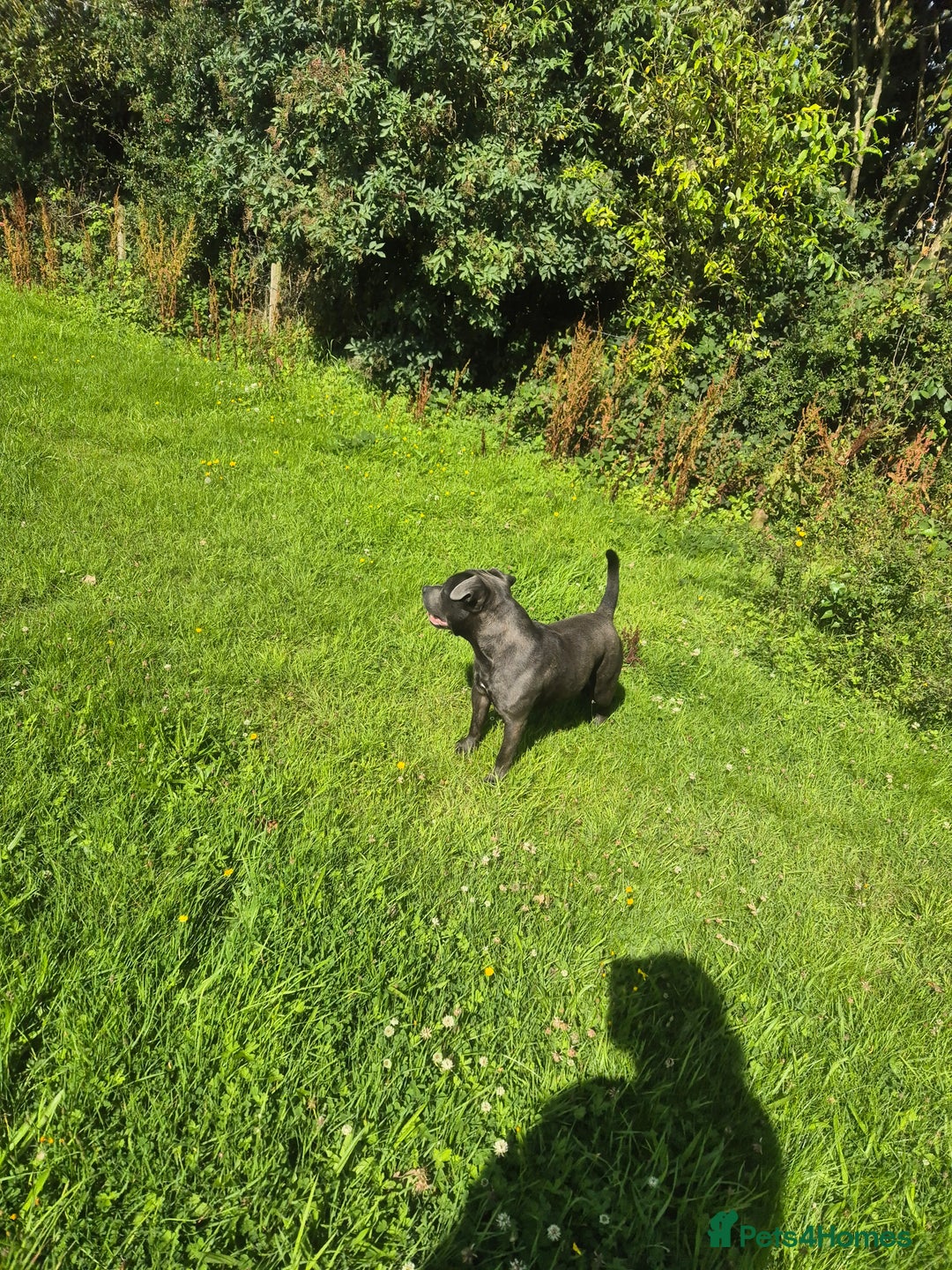 Staffordshire Bull Terrier dogs for sale: Male Staffordshire  - Image 6