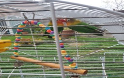 Lovebirds birds for sale: Pair of lovebirds(+ cage) - Image 2