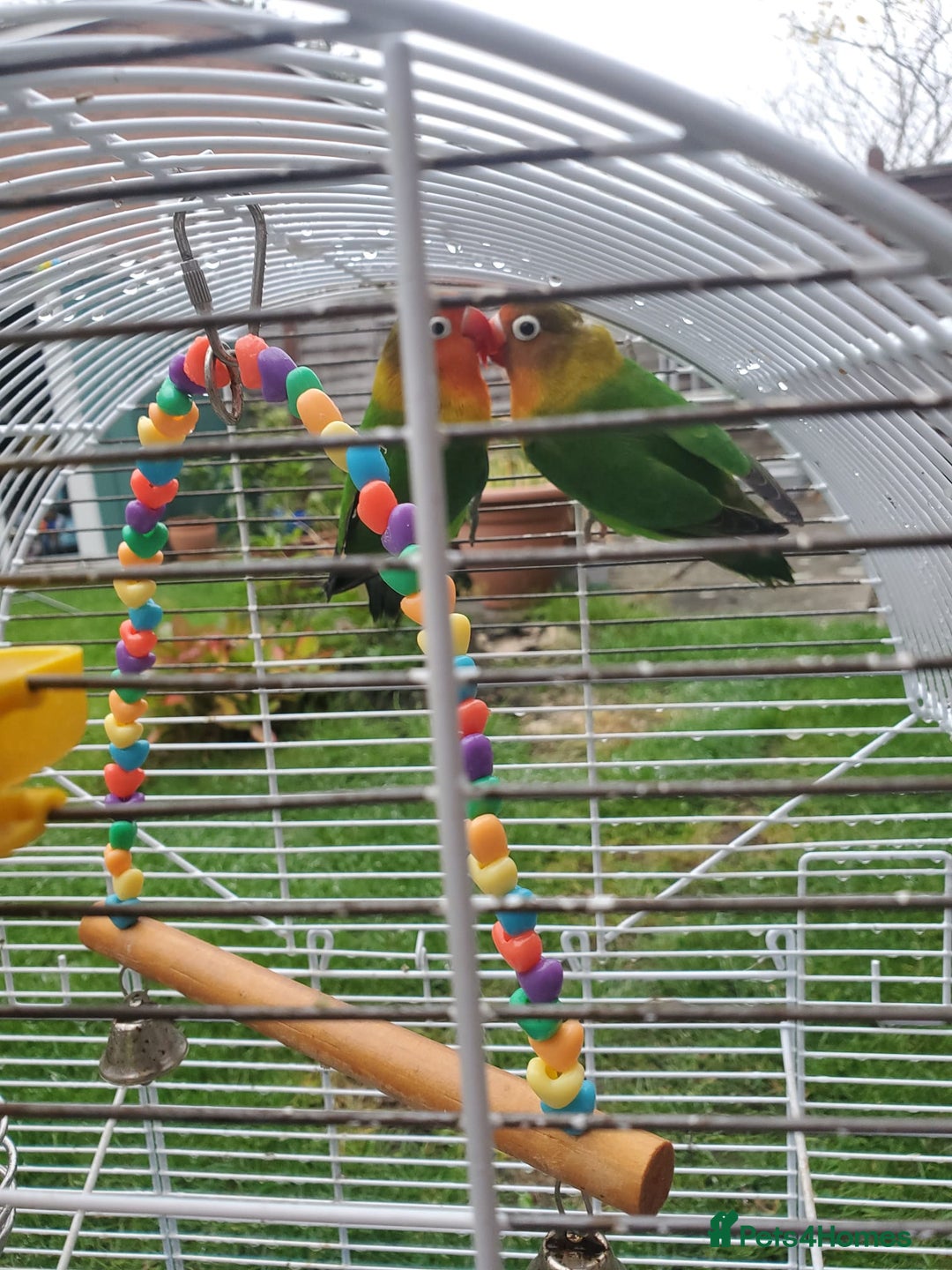 Lovebirds birds for sale: Pair of lovebirds(+ cage) - Image 2