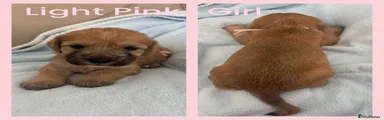 Mixed Breed Puppy 4
