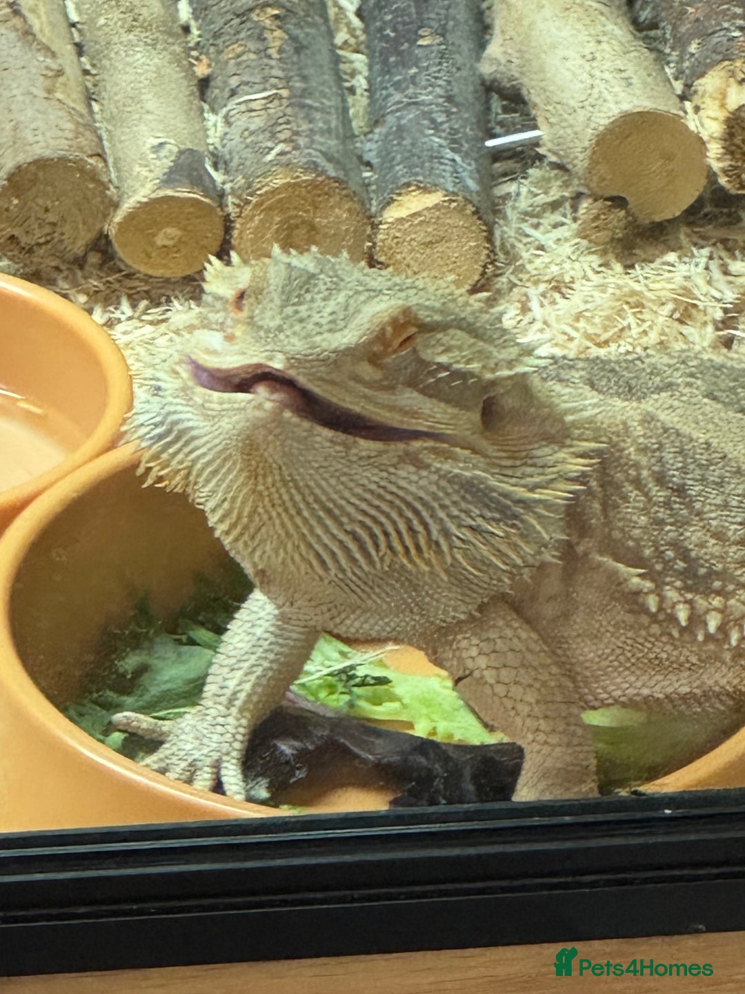 Bearded Dragon reptiles for sale: 12 month old bearded Dragon  - Image 5