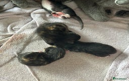 Russian Blue cats for sale: Russian blue cross kittens  - Image 2