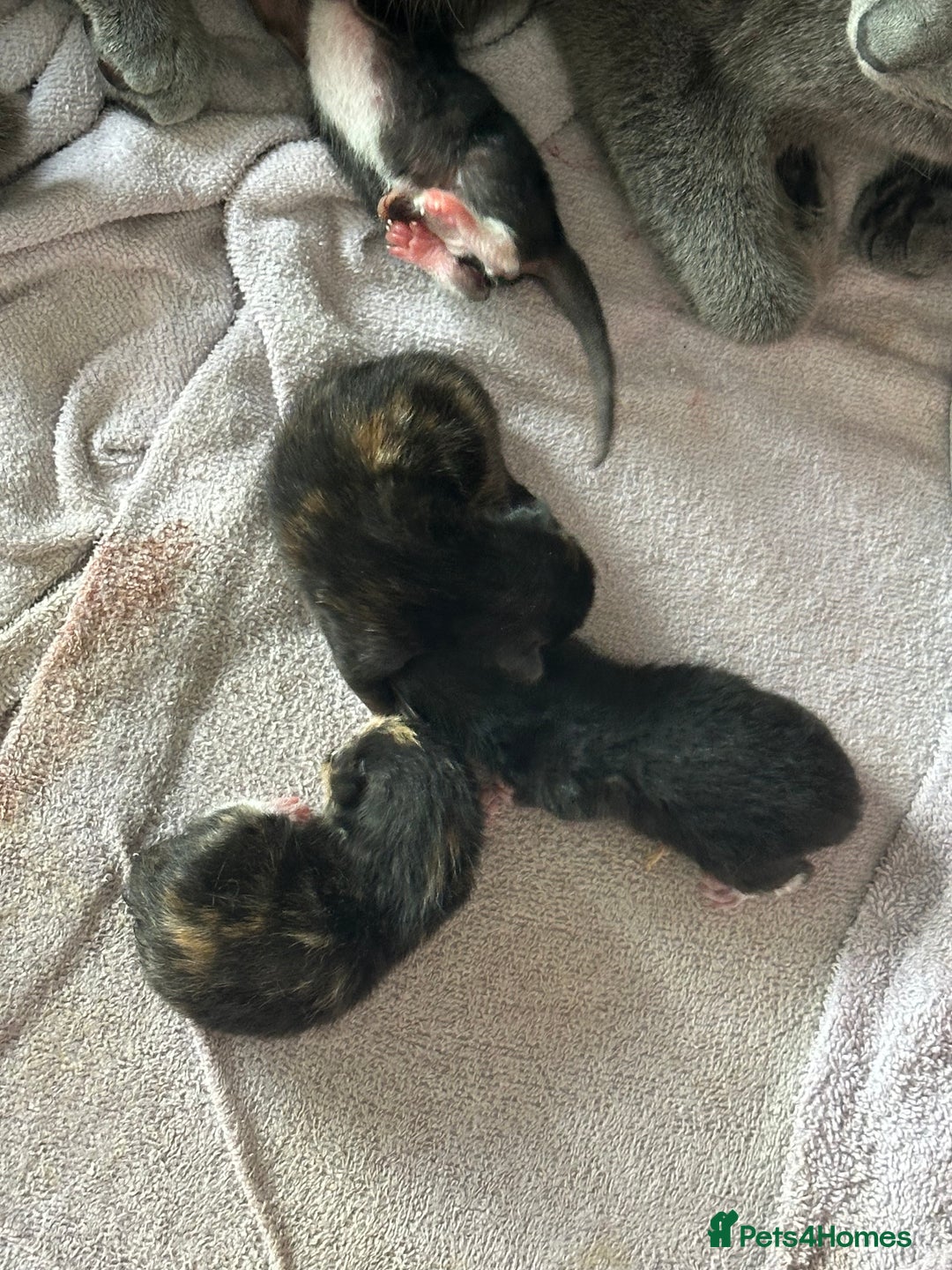 Russian Blue cats for sale: Russian blue cross kittens  - Image 2