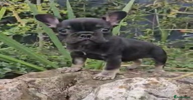 French Bulldog dogs - Advert 1