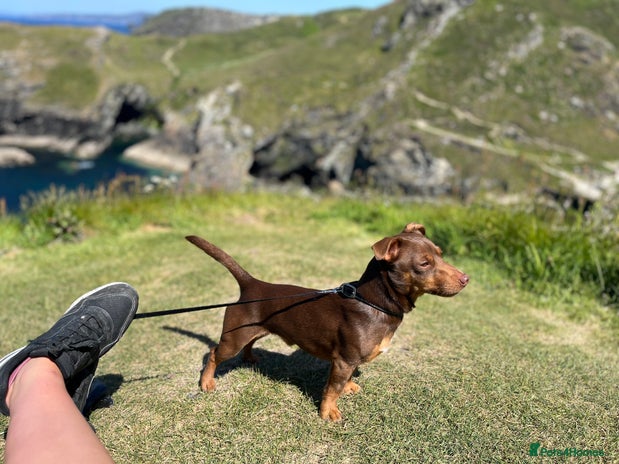 Jack Russell dogs - Advert 1