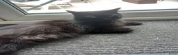 Mixed Breed cats for sale: Black and white kittens in Widnes - Advert 1