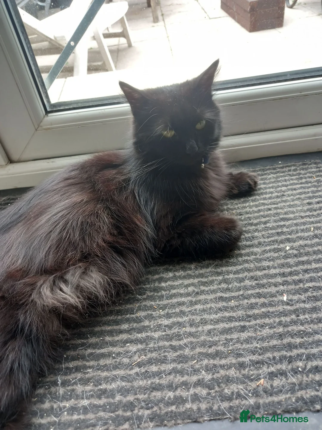Mixed Breed cats for sale: Black and white kittens in Widnes - Advert 1