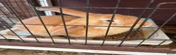 Continental Giant rabbits for sale: 3 left 1 boy and 2 girls all ginger  - Advert 7