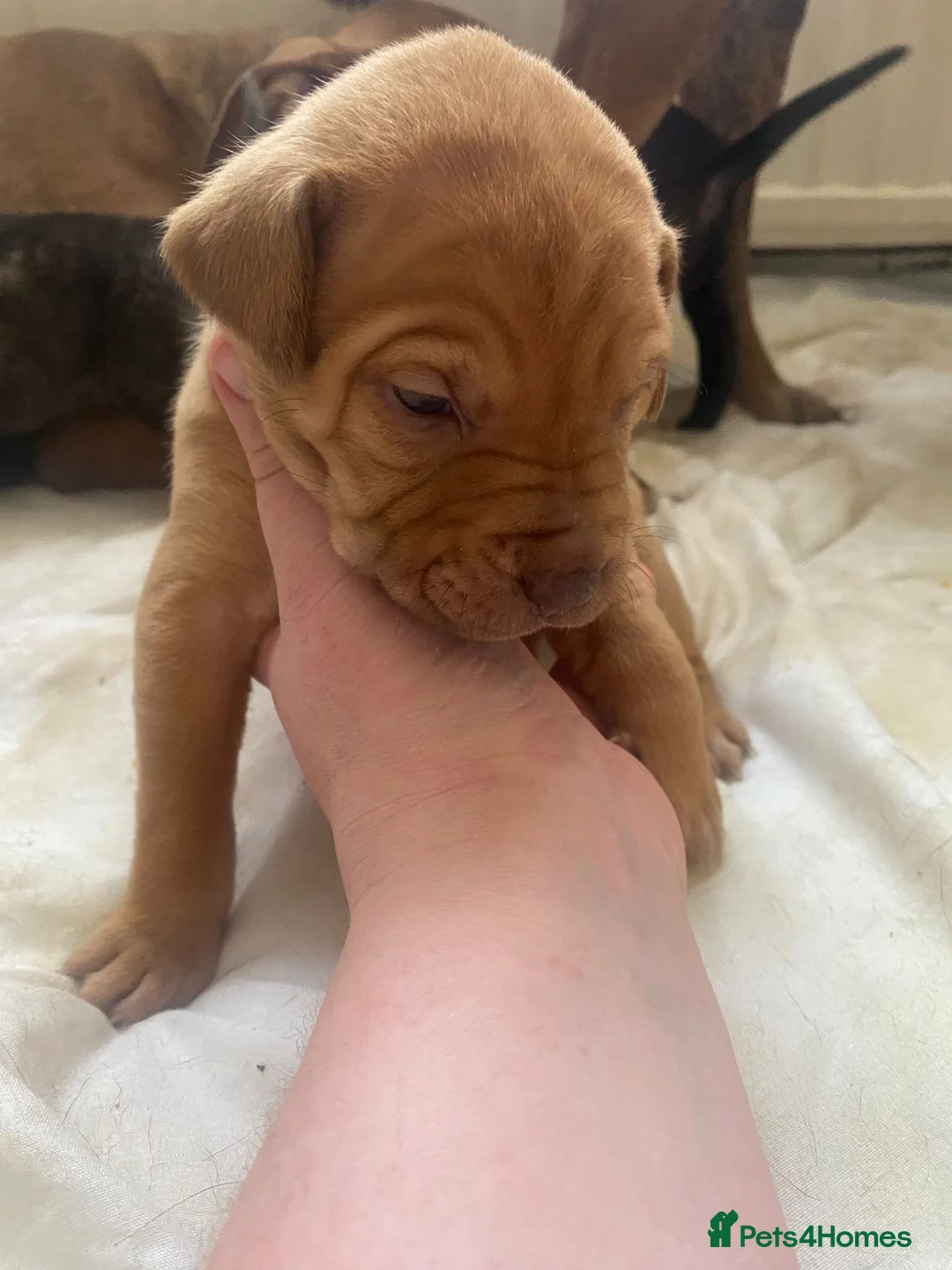 Mixed Breed dogs for sale: Beautiful mixed breed puppies for sale in Durham - Advert 2