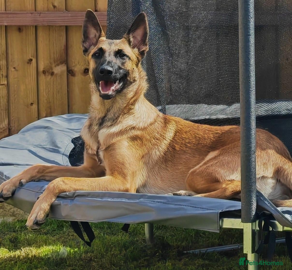 Belgian Shepherd Dog dogs for sale: Belgian malinois x Dutch herder - Advert 1