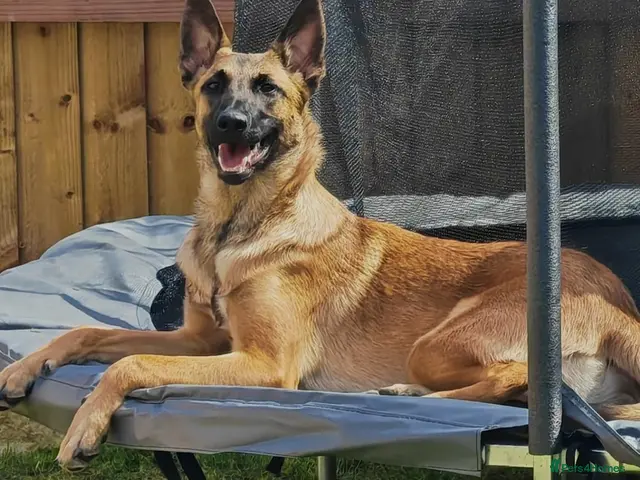 Belgian Shepherd Dog dogs for sale: Belgian malinois x Dutch herder - Advert 1