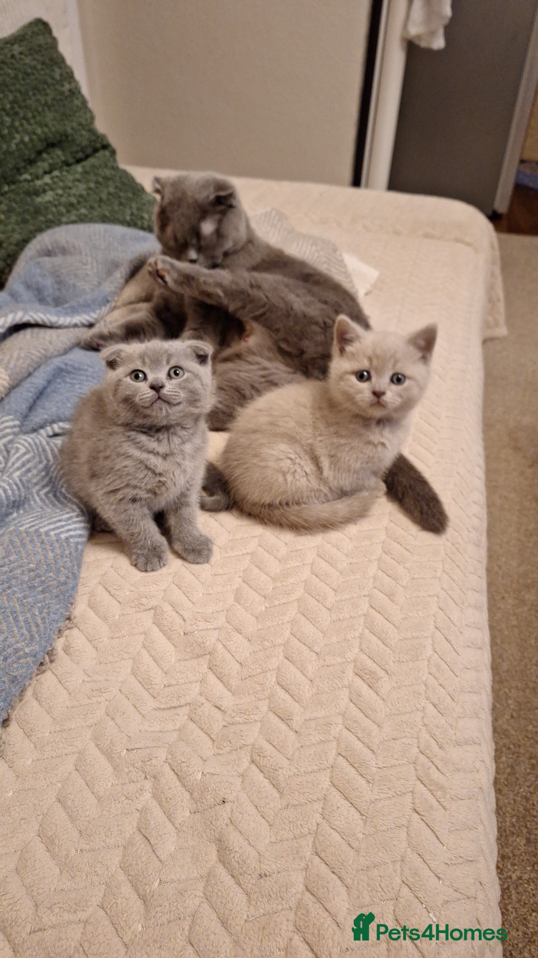 Scottish Fold cats for sale: Kittens for sale - Advert 10