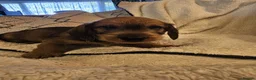 Dachshund dogs for sale: WIRE HAIRED STANDARD DACHSHUNDS  - Advert 8