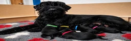 Giant Schnauzer dogs for sale: PrimaVista Giant Schnauzers in Wisbech - Advert 1